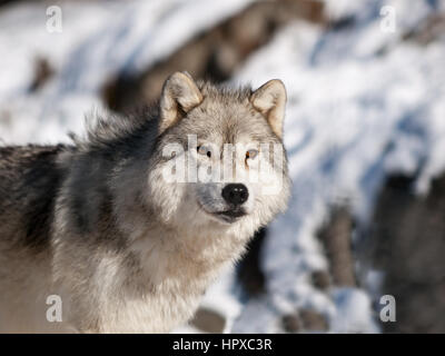 Mâle Alpha loup arctique regardant dans la neige Banque D'Images