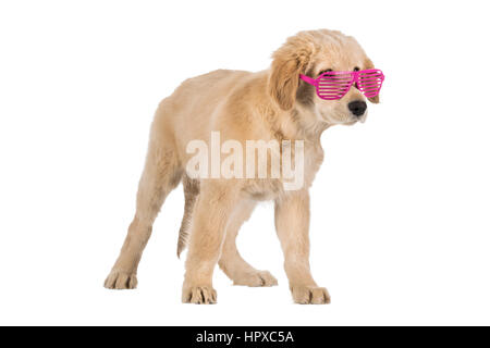 Chiot Golden Retriever avec fente rose verres isolé sur fond blanc Banque D'Images