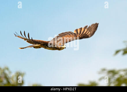 Harris Parabuteo unicinctus (Hawk), Pereira, Risaralda Banque D'Images