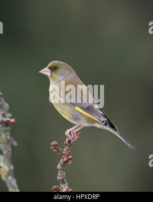 Verdier (Carduelis chloris) sur une direction générale chargée des bourgeons en hiver,2017 Banque D'Images