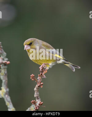 Verdier (Carduelis chloris) sur une direction générale chargée des bourgeons en hiver,2017 Banque D'Images