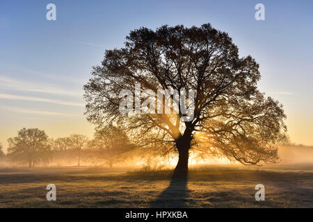 Chêne solitaire, chêne pédonculé (Quercus robur) dans le brouillard du matin, lever du soleil, au milieu de la Réserve de biosphère de l'Elbe, Saxe-Anhalt, Allemagne Banque D'Images