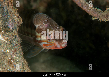 Comber (Thorogobius ephippiatus) avec Pou (Anilocra sp.), Cala Montgó, Costa Brava, Catalogne, Espagne Banque D'Images