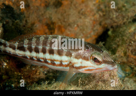 Comber (Thorogobius ephippiatus) avec Pou (Anilocra sp.), Cala Montgó, Costa Brava, Catalogne, Espagne Banque D'Images