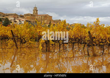 Vignoble inondé à l'automne, en Catalogne, Espagne Banque D'Images