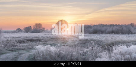 Lever du soleil d'hiver glacial. Soleil levant d'hiver blanc illumine l'herbe avec de la gelée blanche. Beau Noël arrière-plan. Banque D'Images