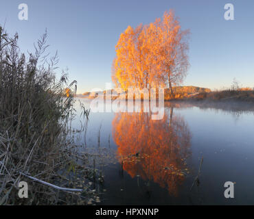 Les bouleaux d'automne reflètent dans le lac. Les arbres à feuilles rouges sur fond de ciel bleu. Arrière-plan coloré d'automne. Banque D'Images