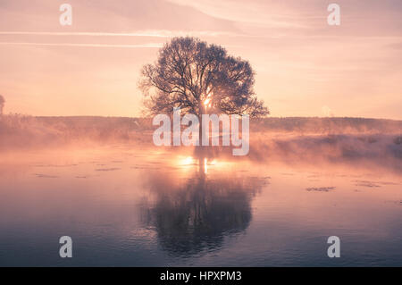 Soleil d'hiver lumineux brille à travers arbre givré Banque D'Images