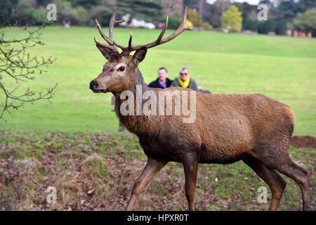 Red Deer, Wollaton park, Nottingham, Angleterre, Royaume-Uni Banque D'Images