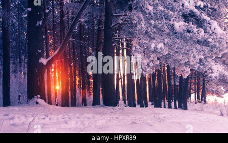 Le lever du soleil dans l'hiver en forêt brumeuse matinée froide colorée avec soleil brille à travers les pins Banque D'Images