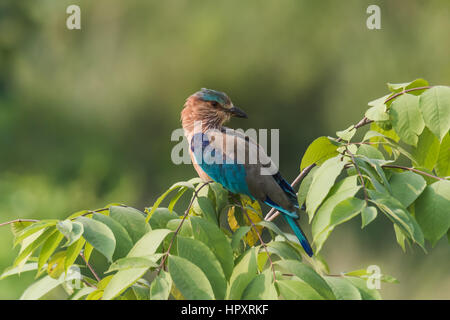 Oiseaux colorés rouleau indien isolé perché avec un fond vert Banque D'Images