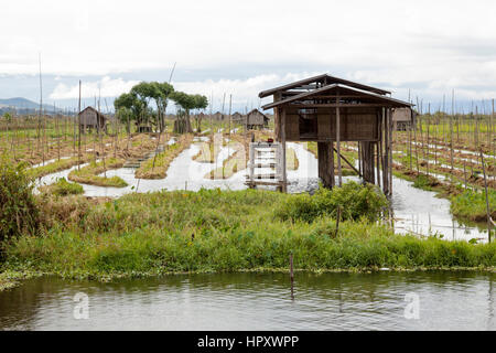 Entretenue jardins flottants du lac Inle, à Haspres Thauk (Myanmar). Sur la surface de l'eau, les Inthas Inle jardiniers réussissent à faire tapis végétaux Banque D'Images