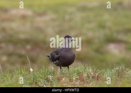 Labbe parasite Stercorarius parasiticus ; seul ; forme foncée Ecosse ; UK Banque D'Images