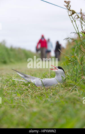 Sterne arctique (Sterna paradisaea) ; seul le nid ; Inner Farne Farne intérieure ; Northumberland ; UK Banque D'Images