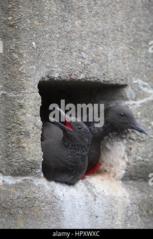 Le Guillemot à miroir (Cepphus grylle) ; paire assis dans l'entrée du nid en mur ; l'un appelant à l'île de Man, UK Banque D'Images