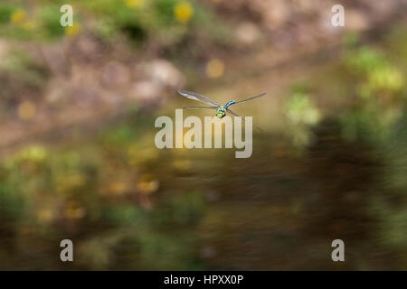 Libellule Anax imperator empereur ; seul mâle en vol Cornwall, UK Banque D'Images