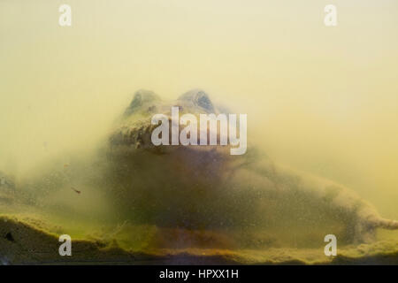 Marash Pelophylax ridibundus grenouille ; réservoir unique en UK Banque D'Images