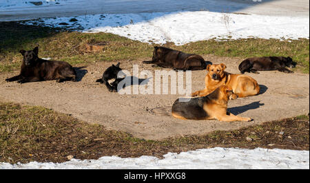 Les chiens sans-abri en hiver sur chauffage sanitaire. Chiens errants au soleil sur la trappe d'égout par temps froid en hiver Banque D'Images