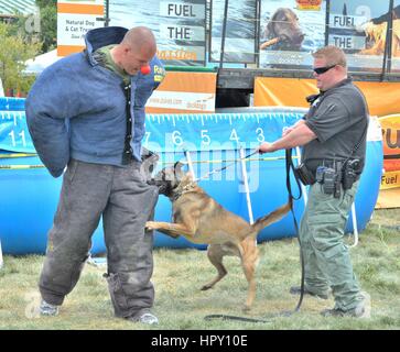 Démonstration de chiens de police Banque D'Images