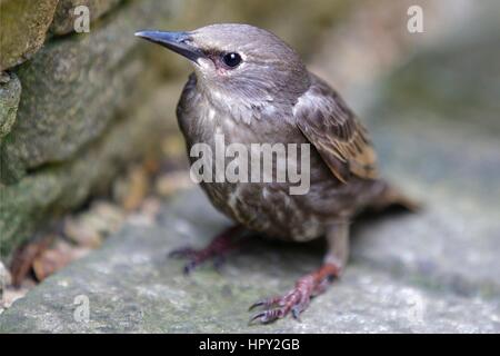 Vue rapprochée d'un jeune Starling Banque D'Images
