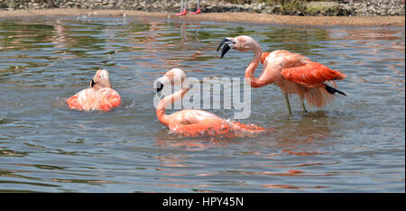 Flamants du Chili à l'Amazona Zoo, Norfolk Banque D'Images