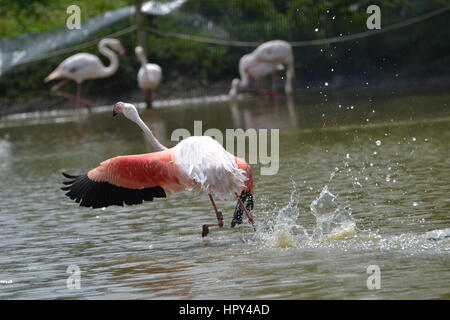 Flamant rose en vol à Slimbridge Wetland Centre Banque D'Images