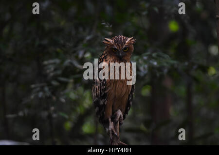 Buffy hibou à la recherche de son bébé Banque D'Images