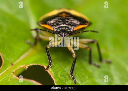 Une vue frontale d'un Green Stink Bug (Chinavia hilaris) nymphe. Banque D'Images