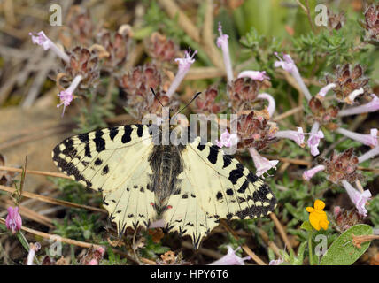 Eastern Festoon Butterfly - (Zerynthia cerisyi Allancastria) endémique ssp. cypria, endémique sur Chypre Tyne - Thymus entier Banque D'Images