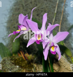 Arme à deux Diplocentrus Orchid - Diplocentrus anceps du Mexique Banque D'Images
