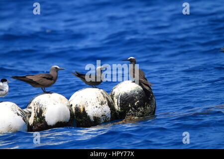 Noddi noir (Anous minutus) en Australie Banque D'Images