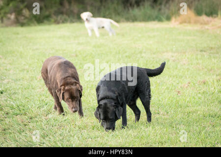 Trois retrievers du Labrador, un chocolat, une couleur blanc couleur noir et se tenir dans une verte prairie, avec un chien à la recherche dans les deux autres. Banque D'Images