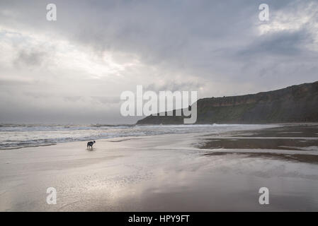 Chien sur la plage à Cayton Bay, North Yorkshire, Angleterre. Banque D'Images