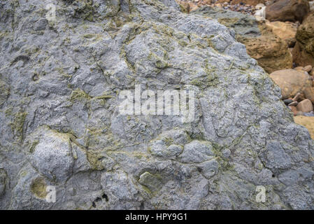 Les fossiles dans les roches ci-dessous Lebberston falaise, un endroit d'intérêt géologique à Cayton Bay, près de Scarborough, North Yorkshire, Angleterre. Banque D'Images