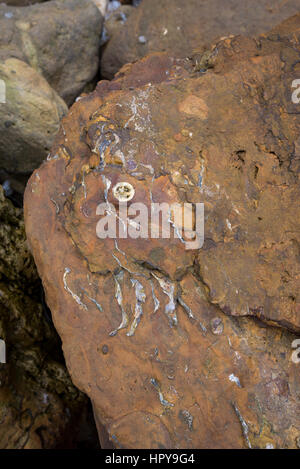 Les fossiles dans les roches ci-dessous Lebberston falaise, un endroit d'intérêt géologique à Cayton Bay, près de Scarborough, North Yorkshire, Angleterre. Banque D'Images