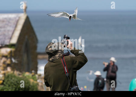Un photographe photographier une sterne arctique (Sterna paradisaea) alors qu'ils étaient attaqués comme il se défend, îles Farne nid, Northumberland, Angleterre Banque D'Images