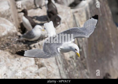 Un adulte Mouette tridactyle (Rissa tridactyla) glisse sur le vent au bord de la falaise, les îles Farne, Northumberland, Angleterre Banque D'Images