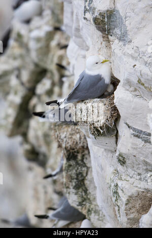 Sur Kittwakes Bemptopn nid avec les poussins, falaises, East Yorkshire, UK Banque D'Images