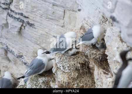 Sur Kittwakes Bemptopn nid avec les poussins, falaises, East Yorkshire, UK Banque D'Images