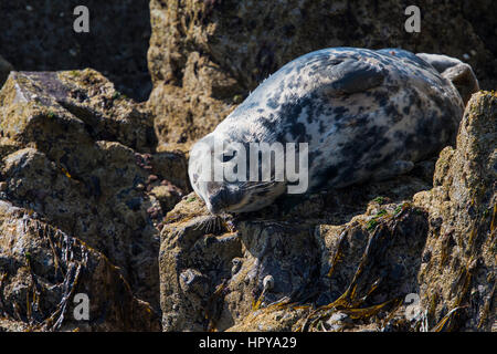 Un Phoque gris (Halichoerus grypus) reposant sur des rochers à marée basse, Iles Farne, Northumberland, Angleterre Banque D'Images
