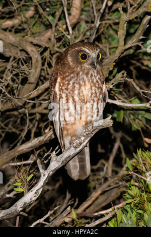 La migration Tasmanian Boobook Owl Banque D'Images