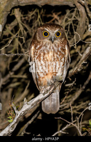 La migration Tasmanian Boobook Owl Banque D'Images