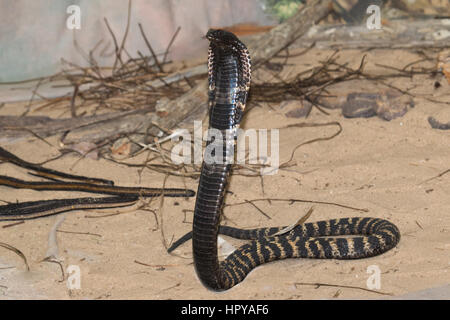 Rinkhals ou cracher de Colchide (Hemachatus haemachatus Cobra avec capuche soulevée dans une posture agressive Banque D'Images