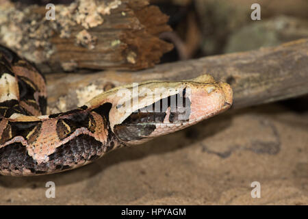 Gaboon Viper Bitis gabonica () Banque D'Images