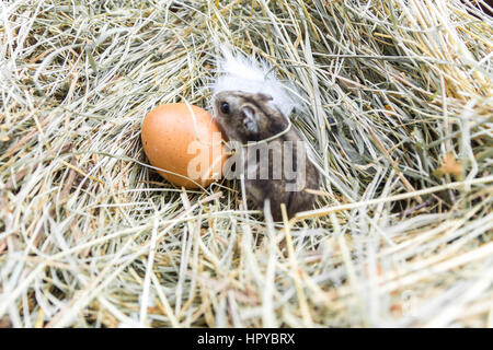 Oeuf de caille et de la souris sur le foin. L'atmosphère rurale. Banque D'Images