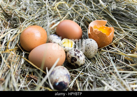 Une variété d'œufs dans la crèche. Oeufs de caille et de poulet. Banque D'Images