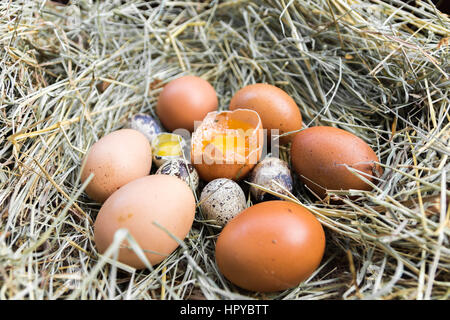 Une variété d'œufs dans la crèche. Oeufs de caille et de poulet. Banque D'Images