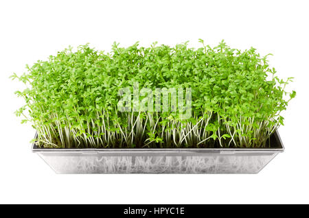 Le cresson alénois germoir à graines isolated over white. Les jeunes plantes de Lepidium sativum, une plante comestible et microgreen. Banque D'Images