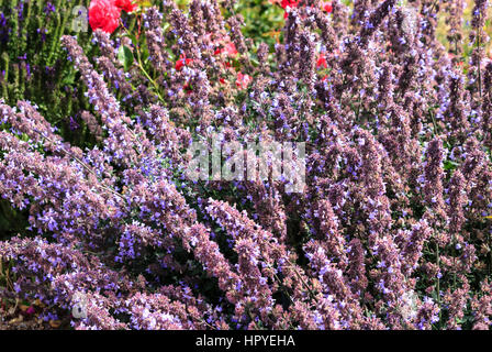 Cataire fleurs bleu (Nepeta faassenii) également connu sous le nom de cataire Banque D'Images