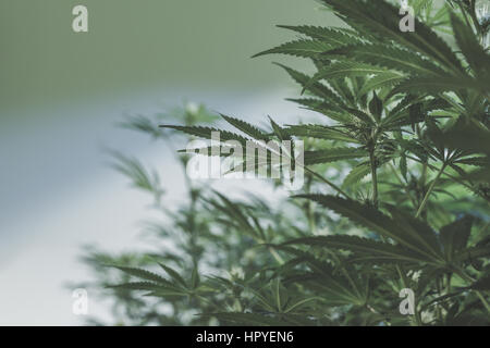 Feuilles de marijuana à l'intérieur d'une installation de cannabis Banque D'Images